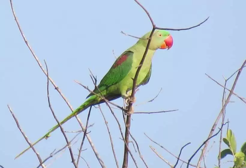 Fotos del hotel Koragaha Lodge:  8