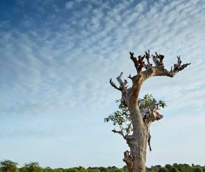 Fotos del hotel Koragaha Lodge:  18