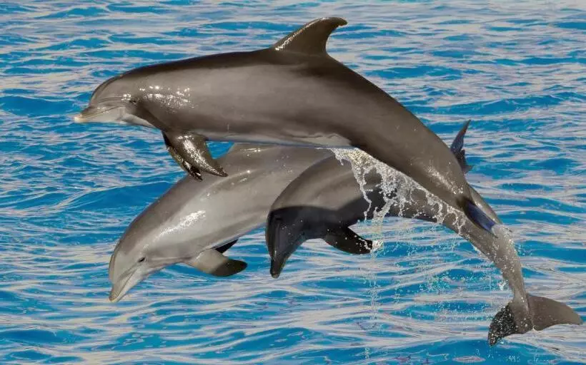 Fotos del hotel Marineland Hôtel:  10