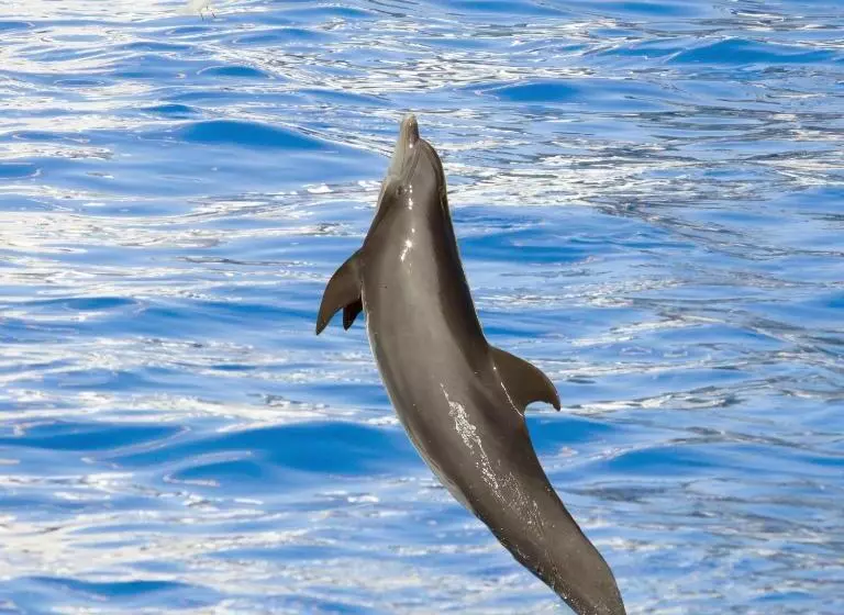 Fotos del hotel Marineland Hôtel:  14