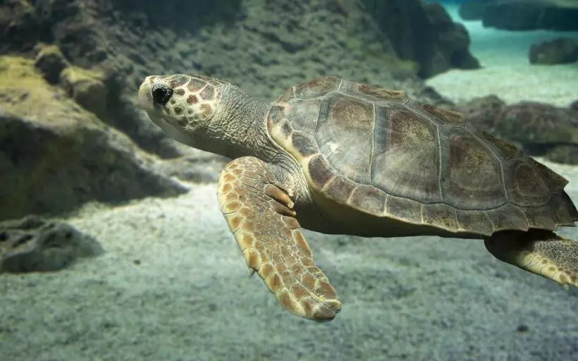 Fotos del hotel Marineland Hôtel:  5