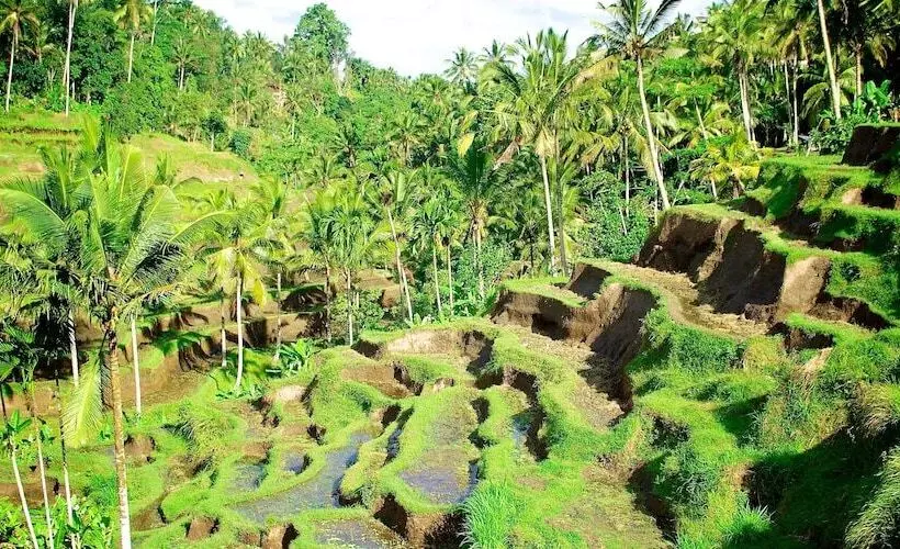 Fotos del hotel Capung Sakti Villas – By Fair Future Foundation:  21