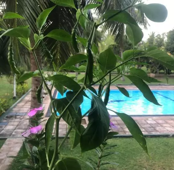 Fotos del hotel Lagoon Paradise:  12