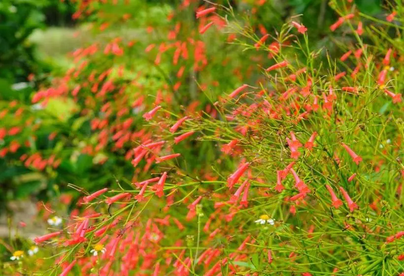 Fotos del hotel La Teada Ishigaki Resort:  10