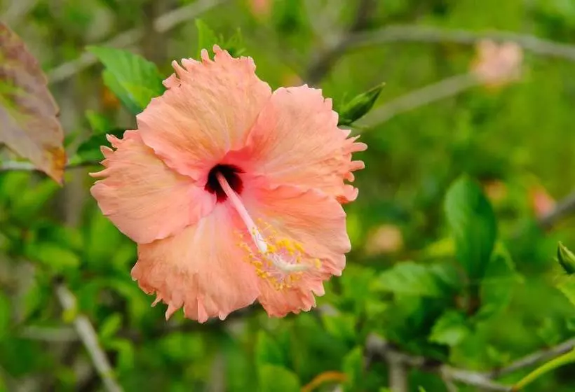 Fotos del hotel La Teada Ishigaki Resort:  17