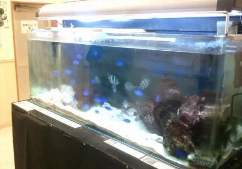 Fotos del hotel Peace Island Ishigaki In Yashima:  6