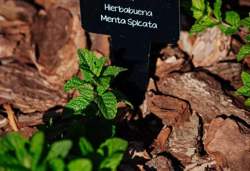 Fotos del hotel Thb Maria Isabel - Adults Only:  36