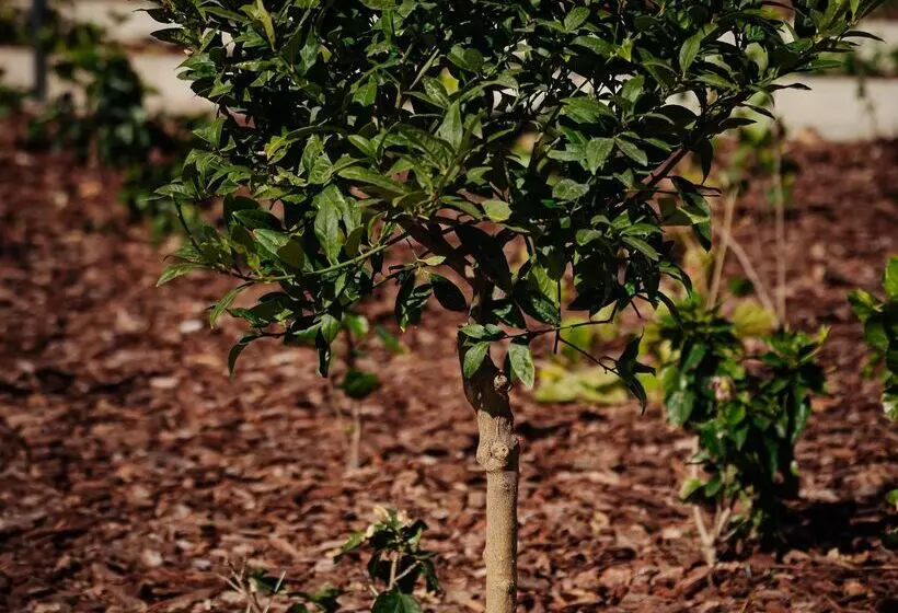 Fotos del hotel Thb Maria Isabel - Adults Only:  37