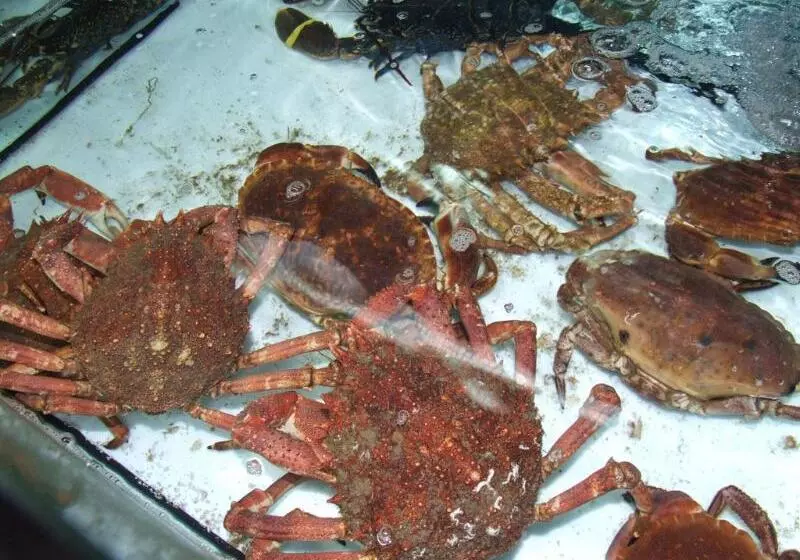 Fotos del hotel Gala:  8