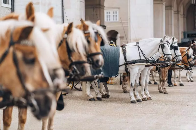 Fotos del hotel Goldener Hirsch, A Luxury Collection Hotel, Salzburg:  7