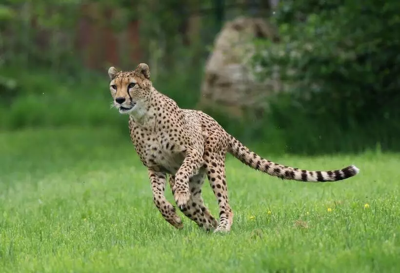 Fotos del hotel Clayton Hotel Silver Springs:  7