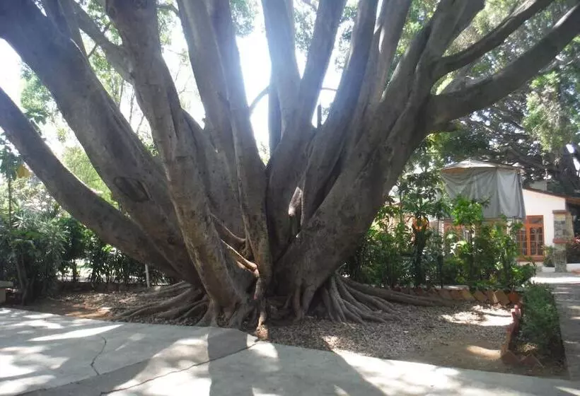 Fotos del hotel Mision De Los Angeles:  11