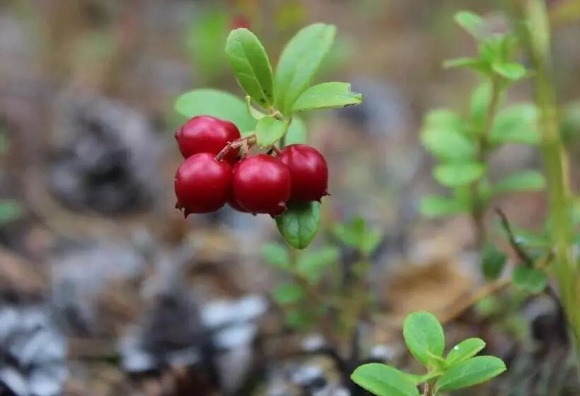 Fotos del hotel Aakenus:  13