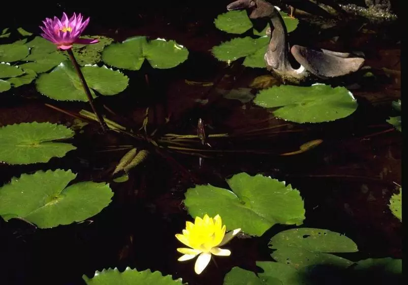 Fotos del hotel Poppies Bali:  7