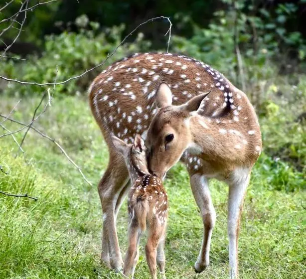 Fotos del hotel Shikarbadi Hotel - Heritage:  10