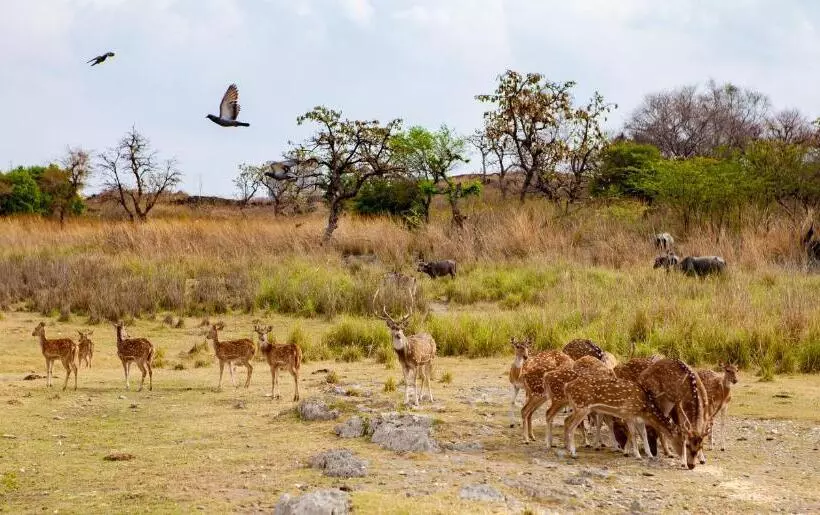 Fotos del hotel Shikarbadi Hotel - Heritage:  20