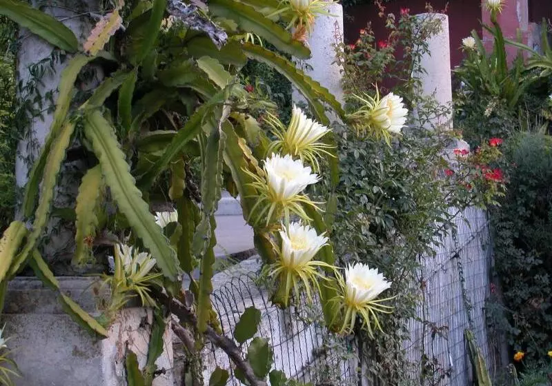 Fotos del hotel Villa Schuler:  20