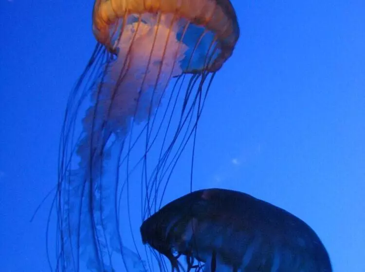 Fotos del hotel The Bostonian Boston:  1