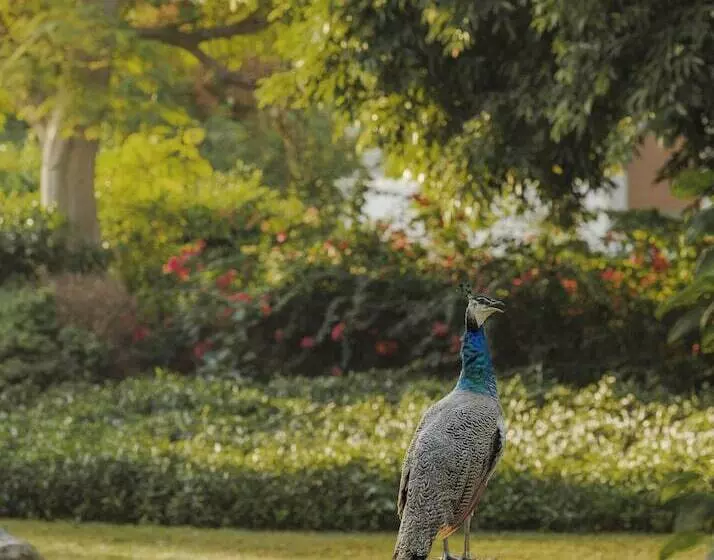 Fotos del hotel Jumeirah Emirates Towers:  23