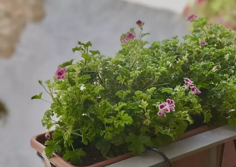 Fotos del hotel Abaco Altea:  24