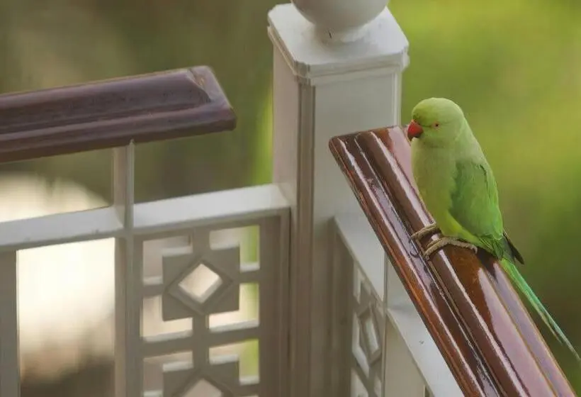 Fotos del hotel The Ritz-carlton, Dubai:  33