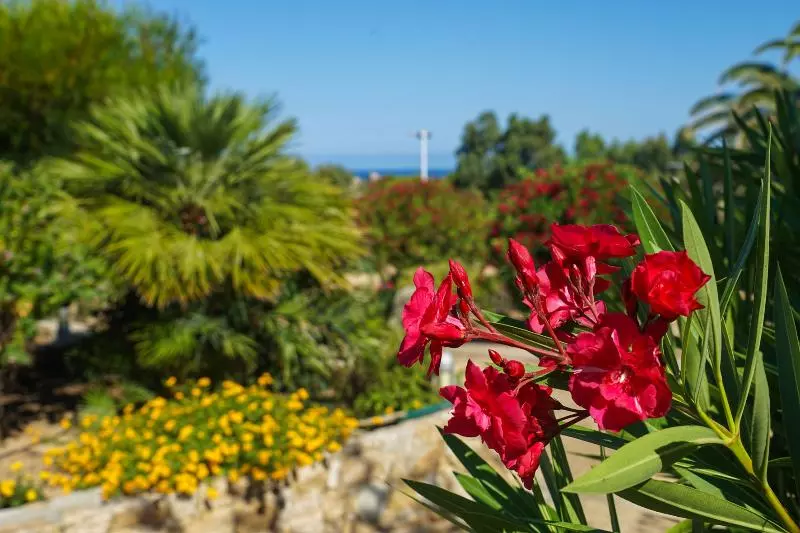 Fotos del hotel Arinella Residence Club:  17