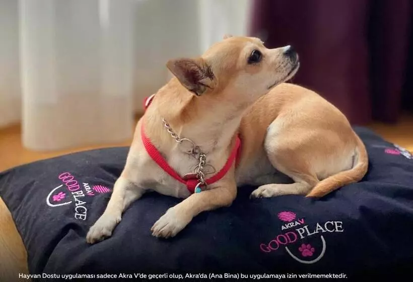 Fotos del hotel Akra V:  19