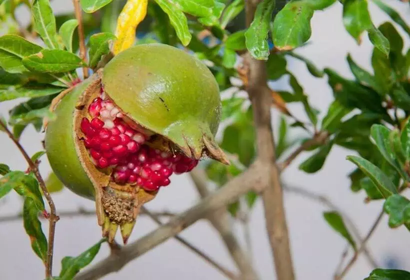 Fotos del hotel Olympic Villas:  14