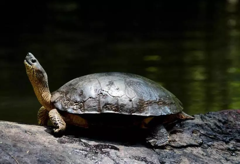 Fotos del hotel Evergreen Lodge:  21