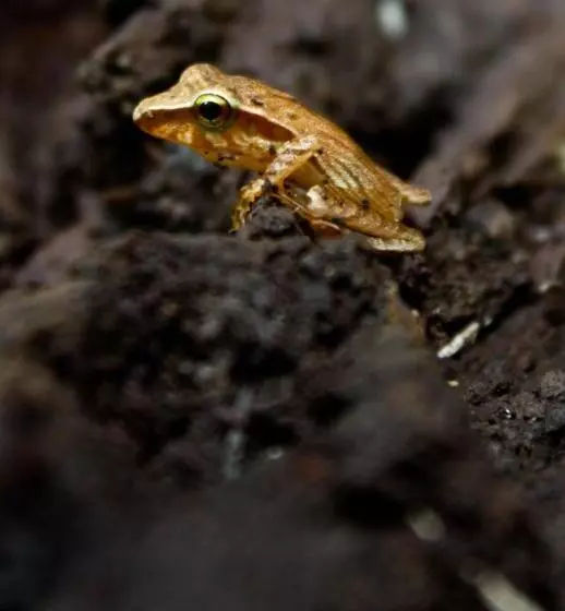 Fotos del hotel Evergreen Lodge:  22