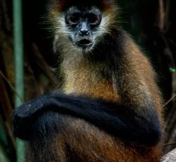 Fotos del hotel Evergreen Lodge:  23