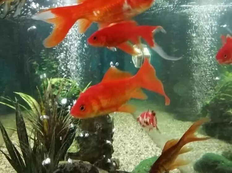 Fotos del hotel Costa De Prata 2 & Spa:  14