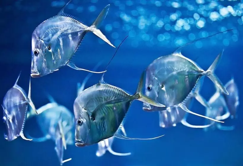 Fotos del hotel Louisa's Place:  5