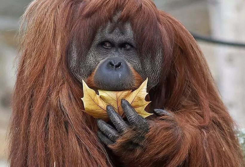 Fotos del hotel Louisa's Place:  9