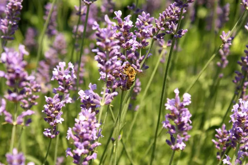 Fotos del hotel Boutiquehotel Stadthalle:  6