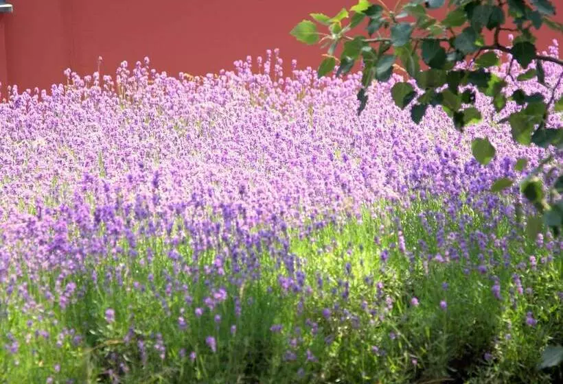 Fotos del hotel Boutiquehotel Stadthalle:  10