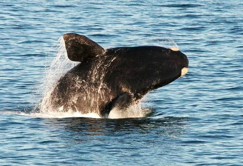 Fotos del hotel Hotel Beaumonte Guesthouse:  5