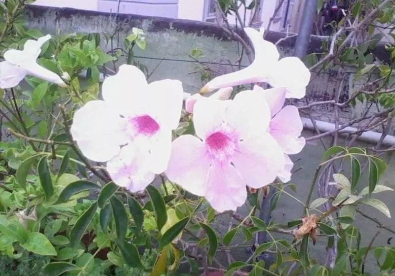 Fotos del hotel I Fiori Di Napoli B&b:  3