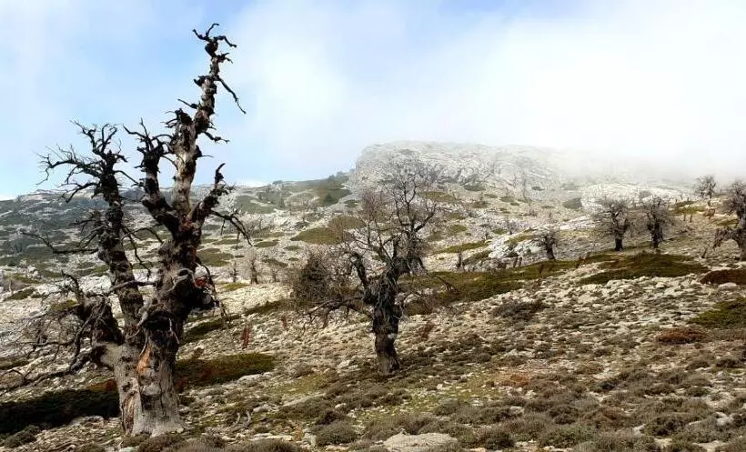 Fotos del hotel Sierra Hidalga:  16