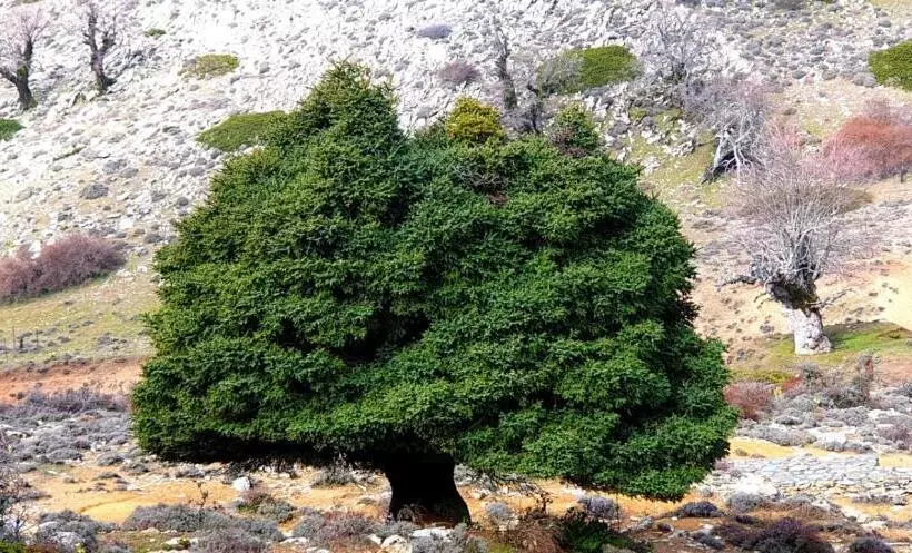 Fotos del hotel Sierra Hidalga:  6