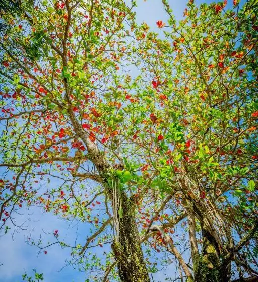 Fotos del hotel Beringgis Beach Resort & Spa:  8