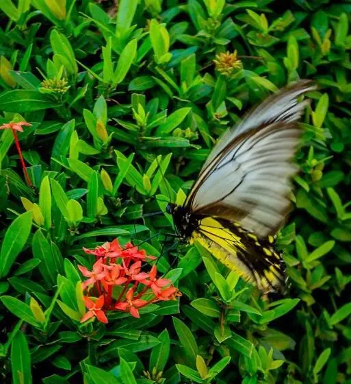 Fotos del hotel Beringgis Beach Resort & Spa:  19