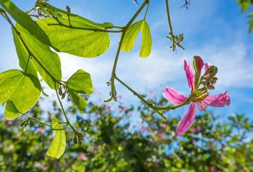 Fotos del hotel Beringgis Beach Resort & Spa:  14