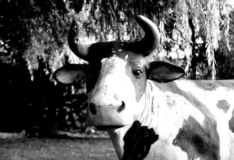 Fotos del hotel Felisa Spa:  6