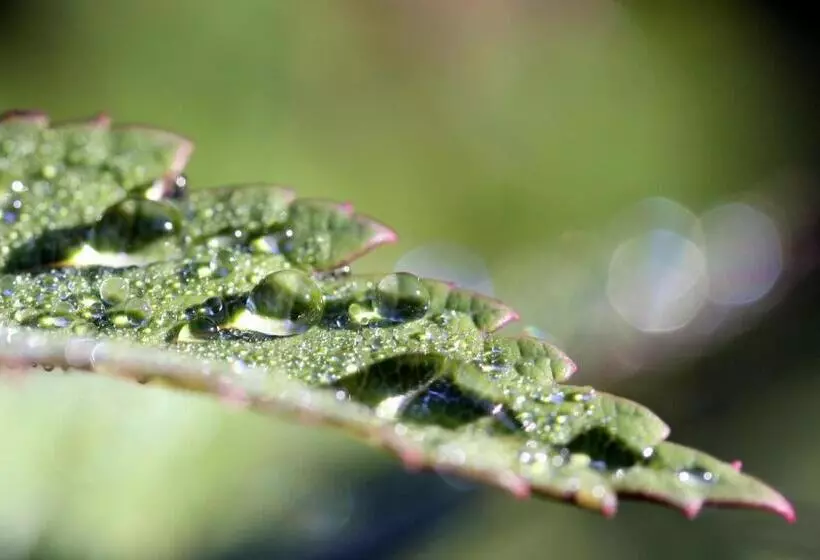 Fotos del hotel La Pineta:  19