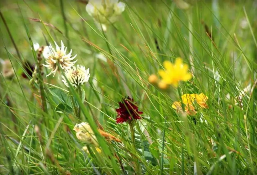 Fotos del hotel La Pineta:  15