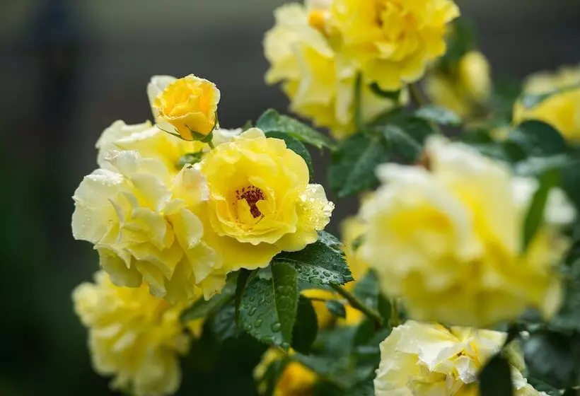 Fotos del hotel Oselya:  7