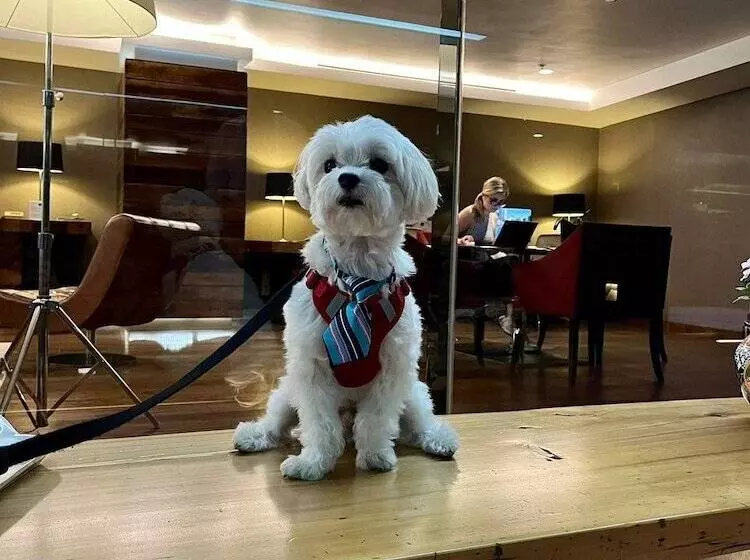 Fotos del hotel Las Suites Campos Eliseos:  5