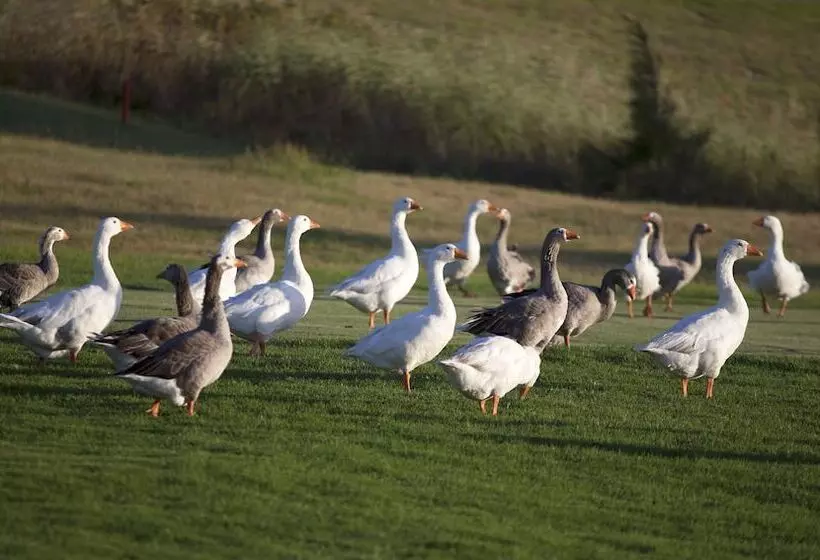 Fotos del hotel Devonvale Golf & Wine Lodge:  3