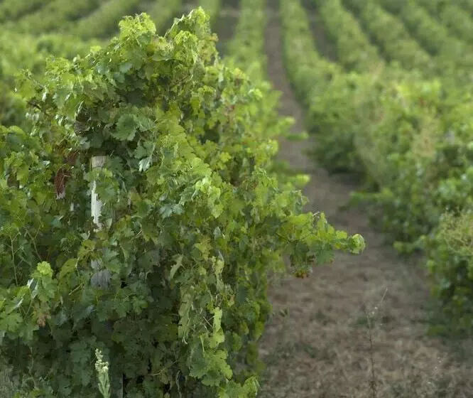 Fotos del hotel Devonvale Golf & Wine Lodge:  6